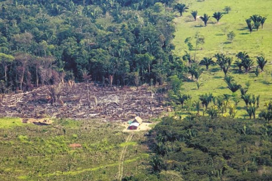 Entre 2000 y 2020, la pérdida de hábitat en la región Andes-Amazonía colombiana fue del 13%.