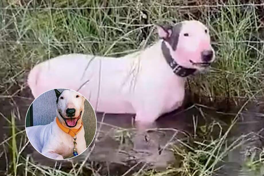 El responsable de este caso de abandono ya fue arrestado.