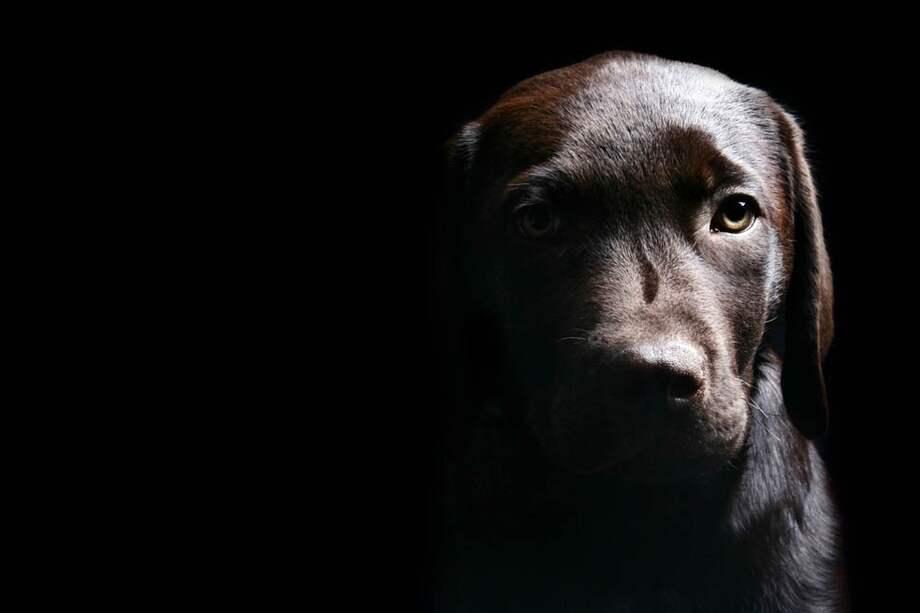 Científicos han demostrado que los animales sufren una amplia variedad de trastornos mentales. / 123rf