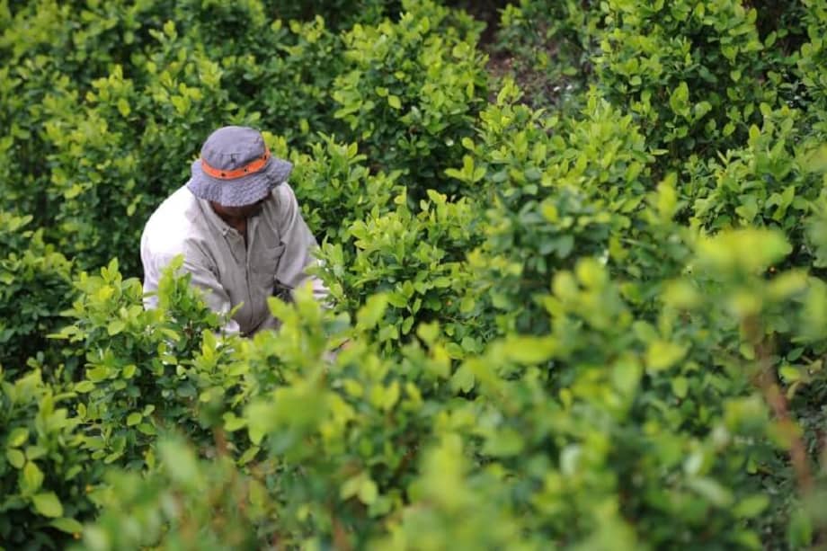 El eterno regreso de los cultivos de coca al Bajo Cauca