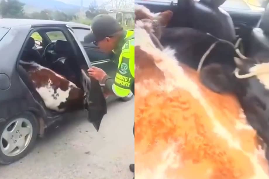 Los dos terneros habían sido hurtados y eran transportados en un vehículo particular cuando fueron recuperados por la Policía.