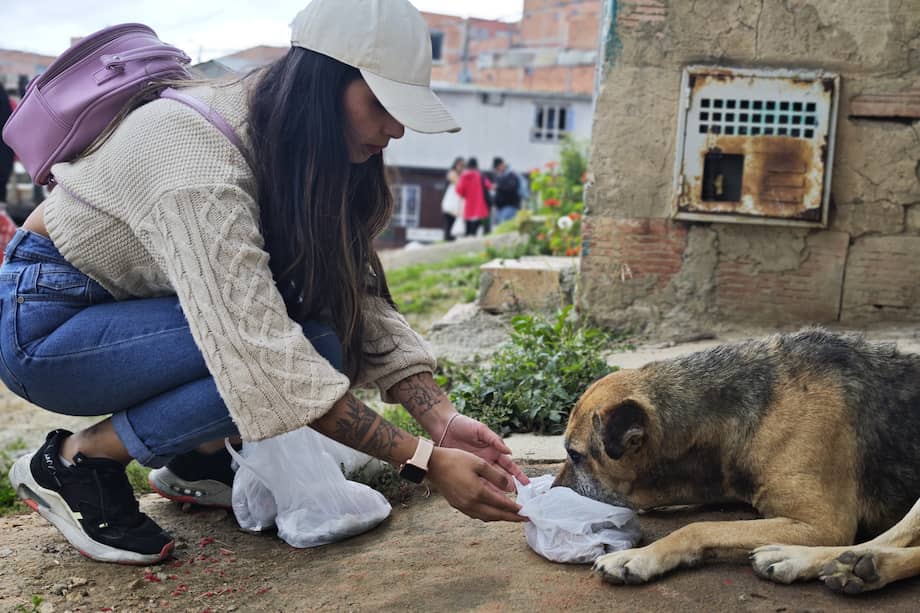 Más de 60 voluntarios recorrieron las calles del barrio Potosí, en Ciudad Bolívar, alimentando perros y gatos abandonados.