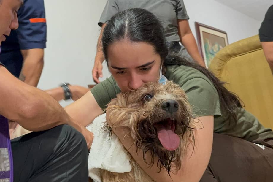 Las diferencias en la expresión del trauma entre caninos y felinos obedecen a sus respectivas características neuroanatomofisiológicas y a sus canales de percepción sensorial. /EFE