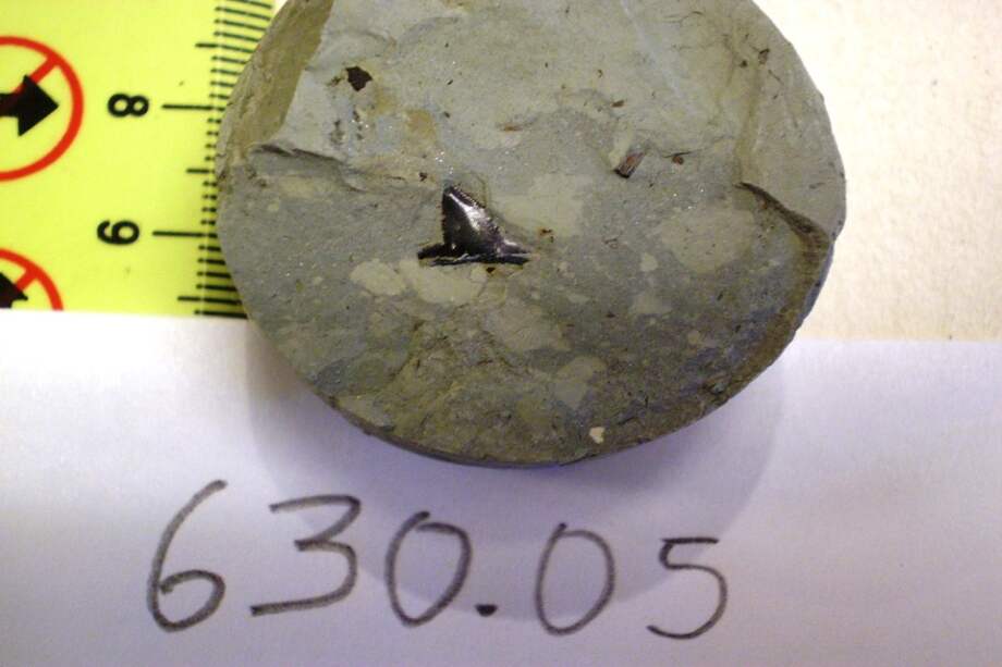 iente de pez tiburón dentro de núcleo de sedimento. / Carlos Jaramillo