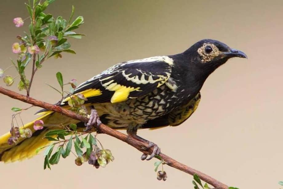 Ejemplar de mielero verde hembra endémico de Australia.