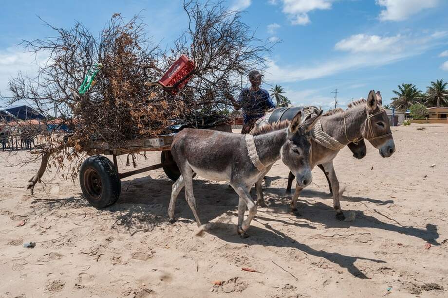 Se estima que existen 50 millones de burros en el mundo. / Pixabay.