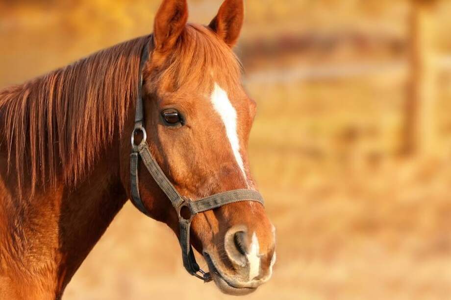 Los dueños del viñedo aseguran que el caballo aplasta menos el suelo que el tractor y no camina siempre por el mismo sitio. / Pixabay