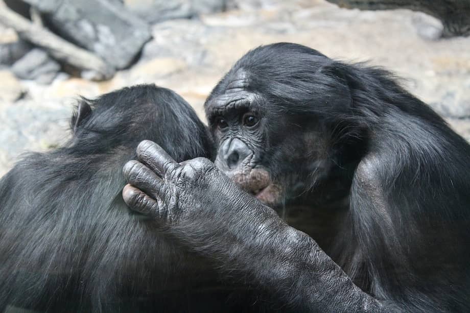 El bonobo, también llamado chimpancé pigmeo, es uno de los grandes simios .