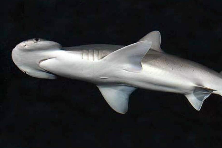 Fotografía del tiburón pala (Sphyrna tiburo), / Wikimedia - Creative Commons / D Ross Robertson