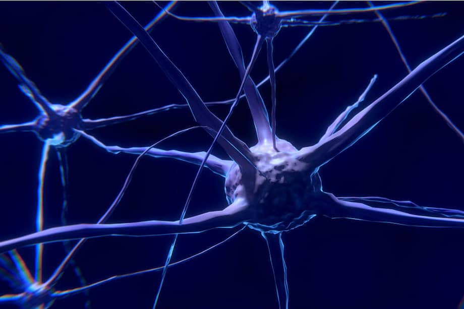 Investigadores de la Universidad de Yale (EE.UU.) lograron observar cómo cambiaba la actividad cerebral cuando se toma una decisión egoísta o altruista. / Pixabay