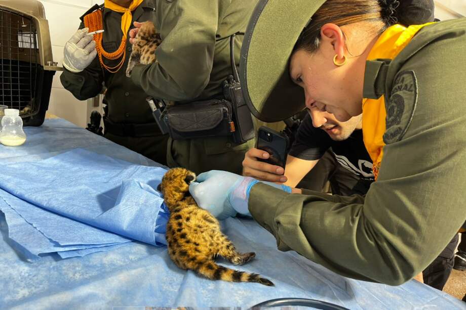 En el país, existen 36 áreas protegidas, con presencia del puma.