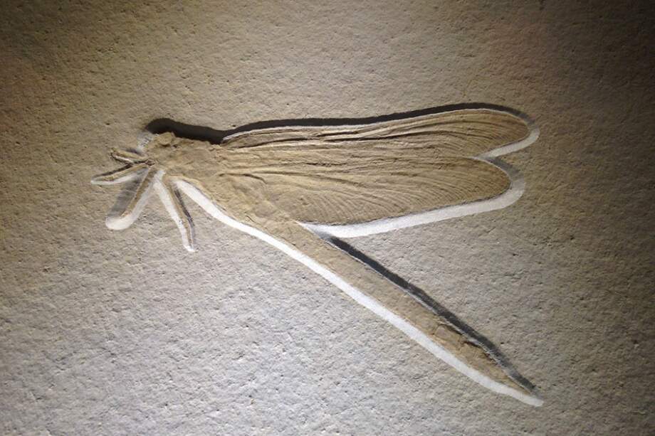 De toda la colección, ya lleva un 70% digitalizado. / amigoco 17/7 imágenes