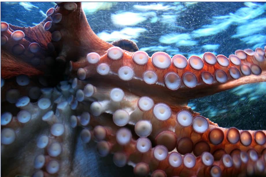 Los pulpos tienen 500 millones de neuronas repartidas por todas sus extremidades que otorgan a cada brazo cierta independencia del resto de su cuerpo. / Pixabay