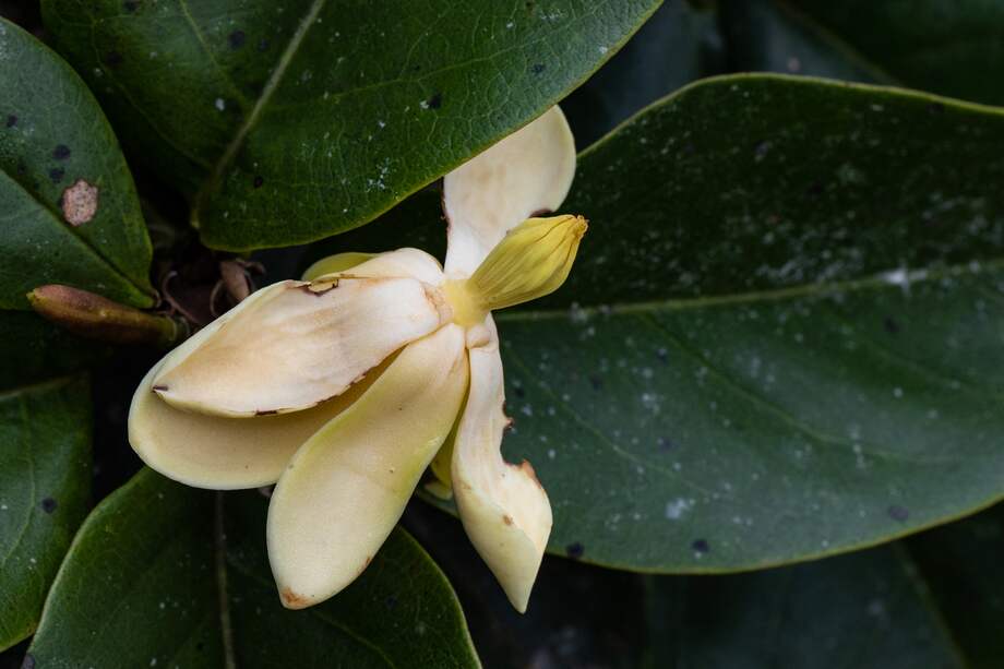 Magnolia