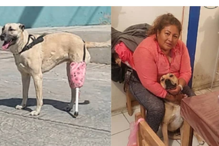Con una solución sencilla y mucho cariño, la perrita logró recuperar estabilidad y dar nuevamente sus primeros pasos.