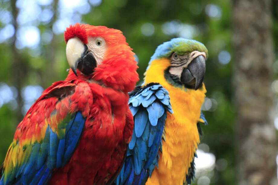 Ruta Tr3ce estrena especial dedicado a Putumayo