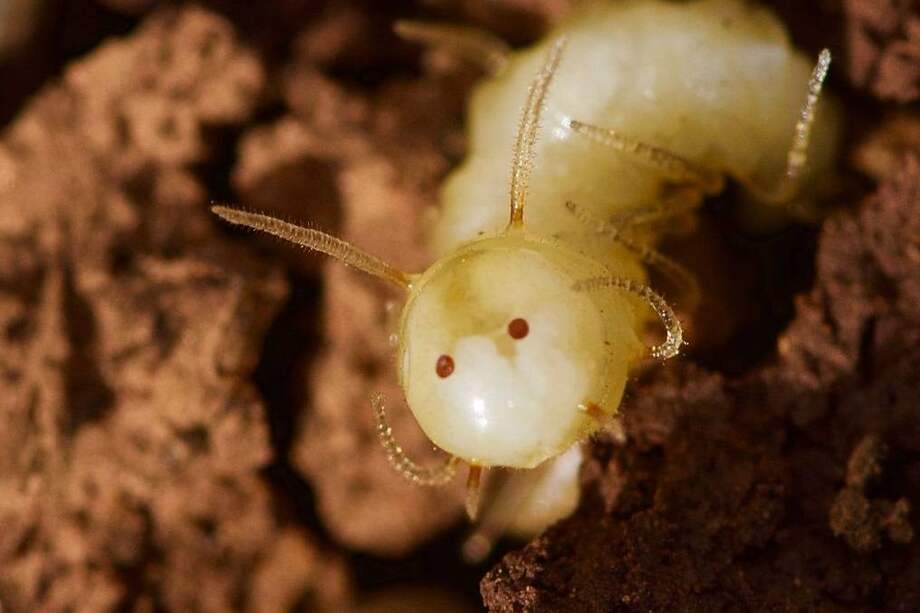 La larva de mosca azul mostrando la ‘máscara de termita’ en el momento de ser descubierta en un termitero en el Anti-Atlas de Marruecos. / Roger Vila