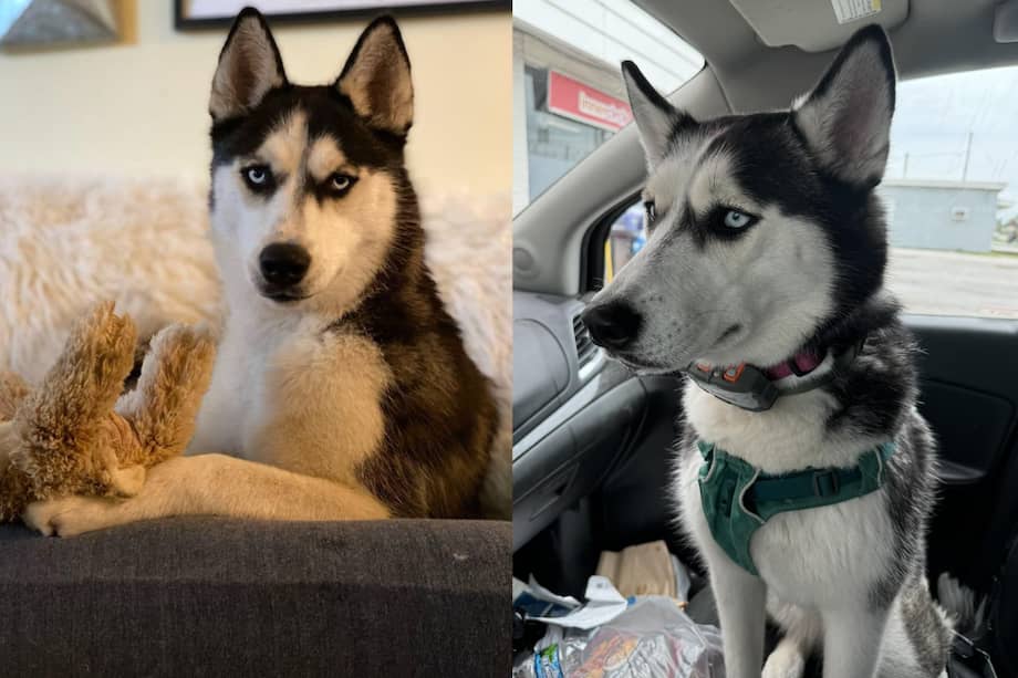 La perrita fue adoptaba en septiembre de 2023.