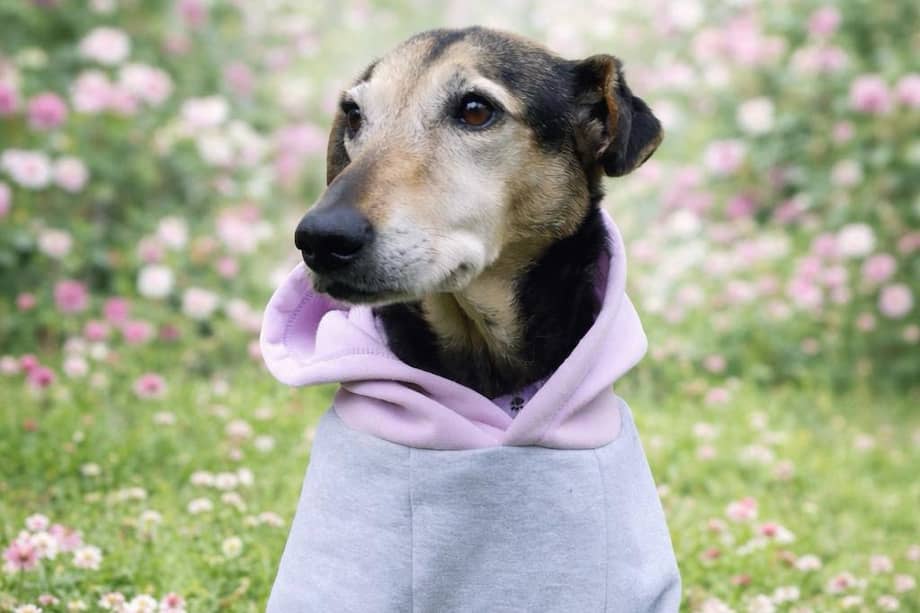 Bella merece pasar sus últimos años de vida con una familia que le brinde seguridad, amor y dignidad.