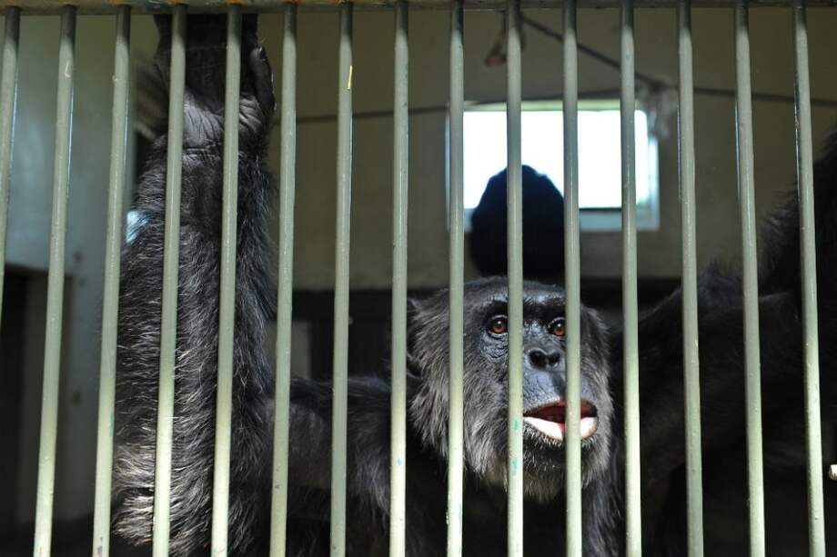 Descifran el lenguaje de gestos de los chimpancés