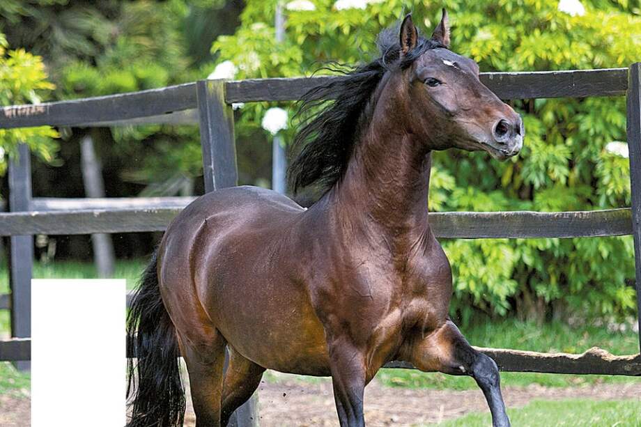 Este es el Tayrona del Paso Cl 1, que nació en febrero de 2010. / Archivo particular