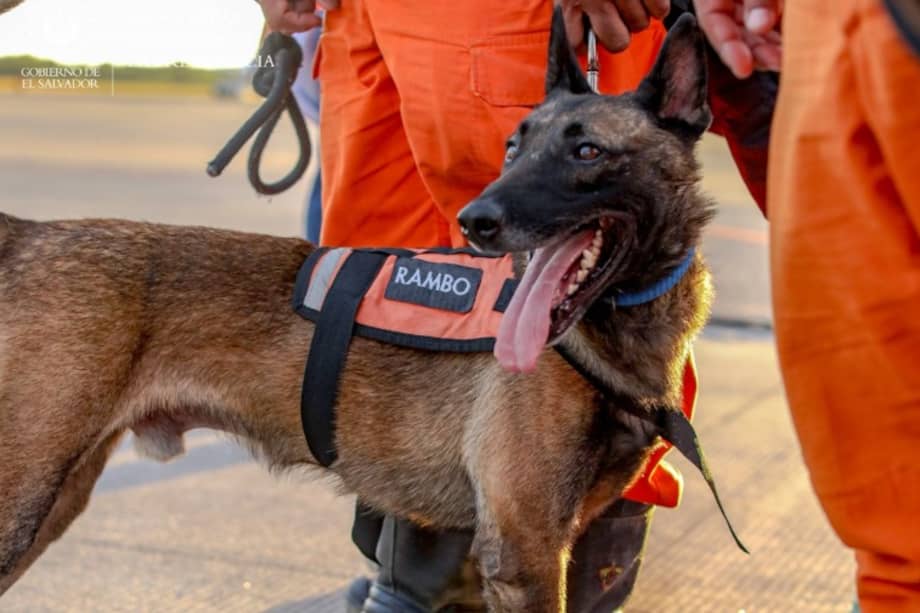 Rambo cuenta con certificación internacional bajo el método Arcón y ha participado en misiones de búsqueda y rescate dentro y fuera de El Salvador.