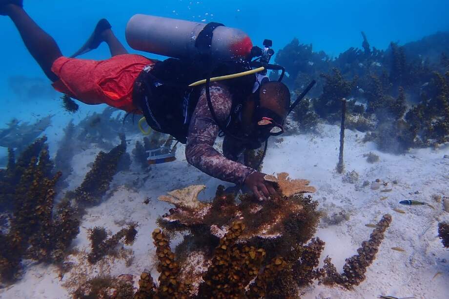 Restauración coralina San Andrés y Providencia