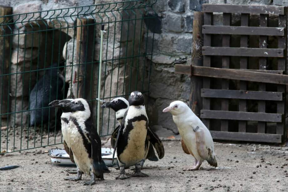 Por el momento, el bebé vive junto a sus padres y otros cuatro pingüinos, los más tranquilos del grupo de 70 que viven en el zoo de Gdansk. / Maciej KOSYCARZ / AFP