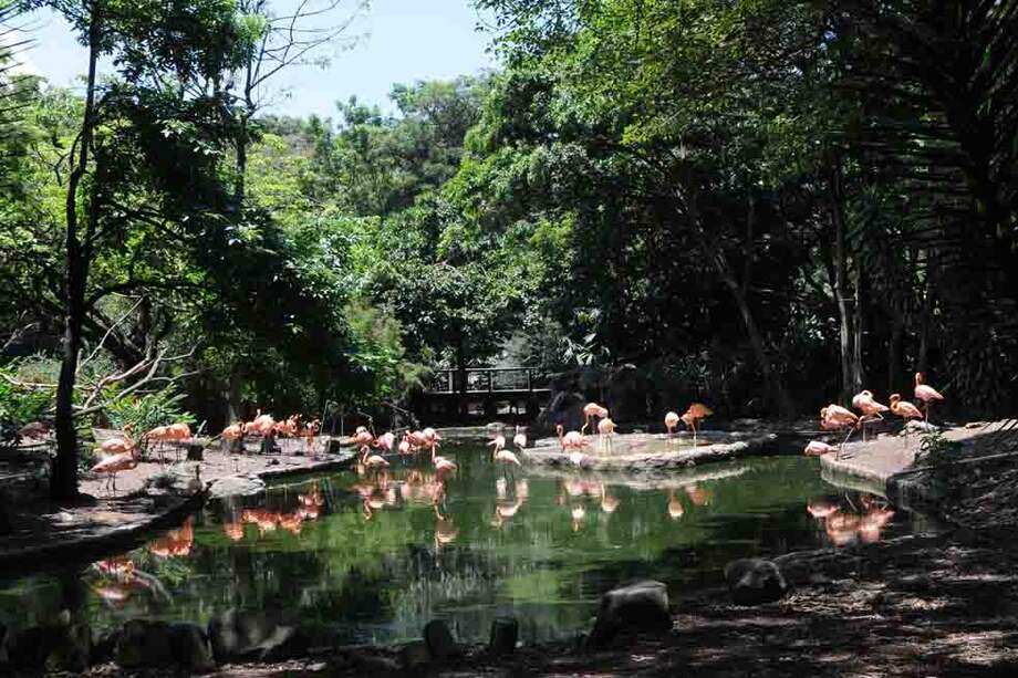 El zoológico Santa Fe alberga a 1.200 individuos de 150 especies. / Luis Benavides