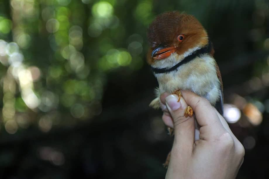 Buco Musiú ("Bucco Capensis"), pájaro representativo del sotobosque amazónico.