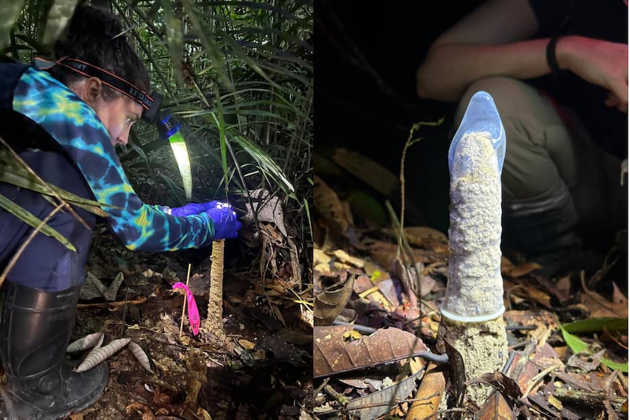 Los investigadores utilizaron condones para comprobar si las torres facilitaban el intercambio de gases.