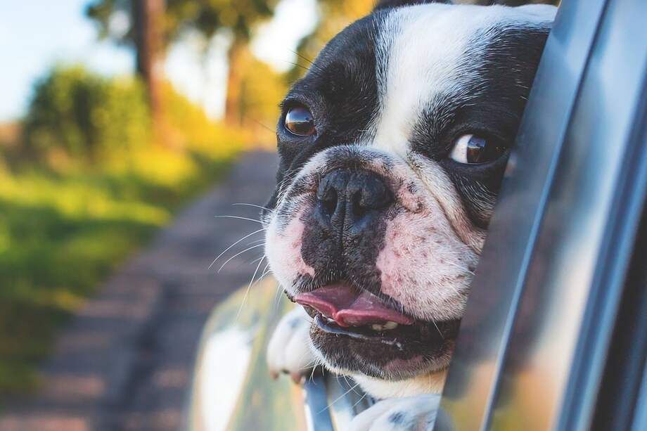 Estudio sugiere que las mascotas podrían ser usadas como centinelas para detectar diabetes en sus dueños.