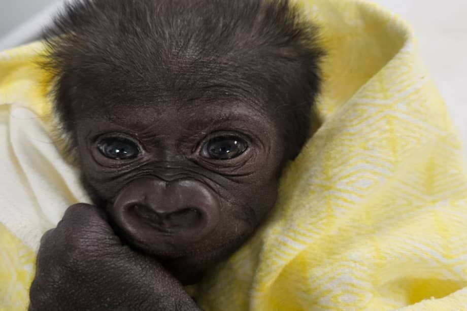 Se espera que pronto puedan introducir a la “gorila milagro” al resto del grupo, compuesto por siete individuos de su misma especie.