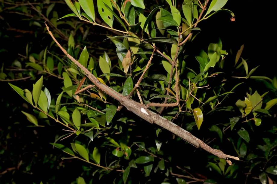 Esta especie, que mide más de 40 centímetros, fue descubierta en el noreste de Australia.