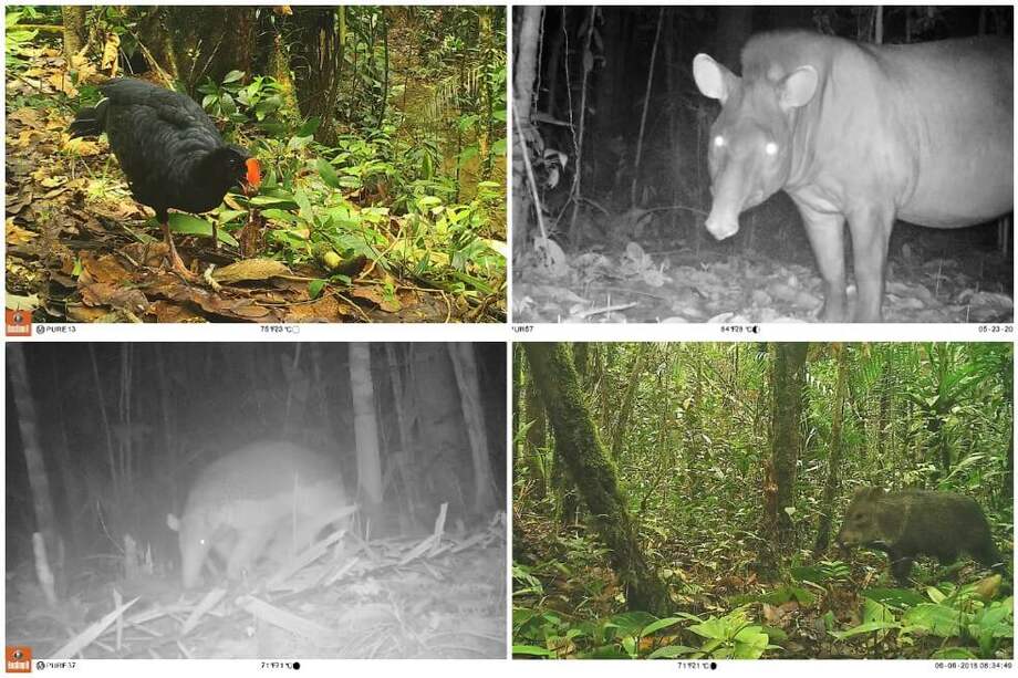 Las cámaras trampa no están siendo ubicadas en inmediaciones de las zonas con presencia de los pueblos indígenas en aislamiento. / Cortesía PNN