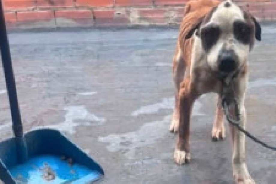 El perro quedó bajo el cuidado del IDPYBA, donde recibirá atención veterinaria y comenzará su proceso de recuperación.