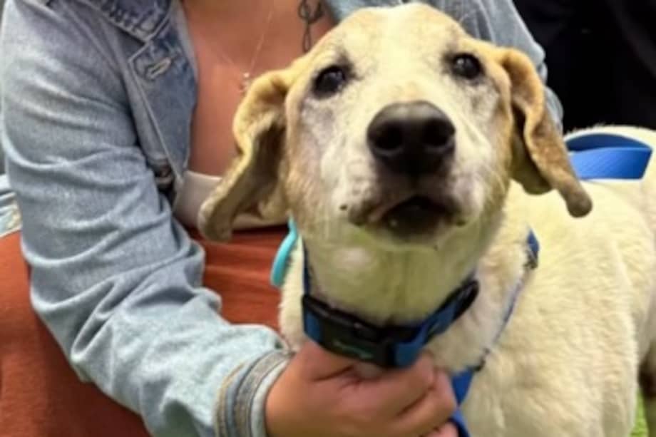 La adopción de perros mayores sigue siendo un reto, pero casos como el de Masmelo demuestran que sí es posible.