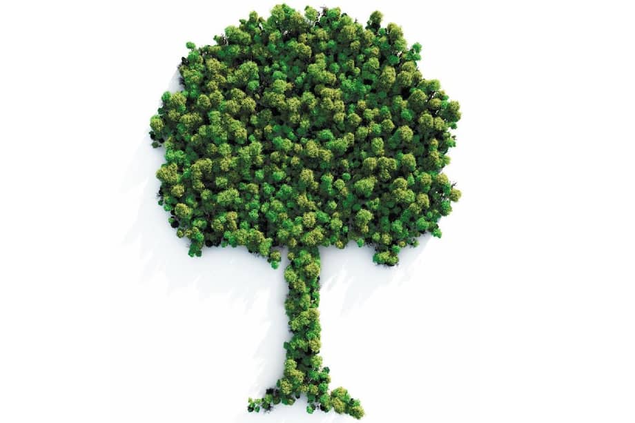 Por medio de la restauración ecológica, la reforestación, la gestión sostenible de los bosques, la implementación de sistemas silvopastoriles y un mayor control de la deforestación puede reactivarse la economía.