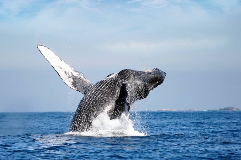 Islandia, Noruega y Japón son los únicos países del mundo que permiten la caza de ballenas, a pesar de las críticas recurrentes de los activistas medioambientales y de los defensores de los animales, de las advertencias sobre la toxicidad de la carne y de un mercado en declive.