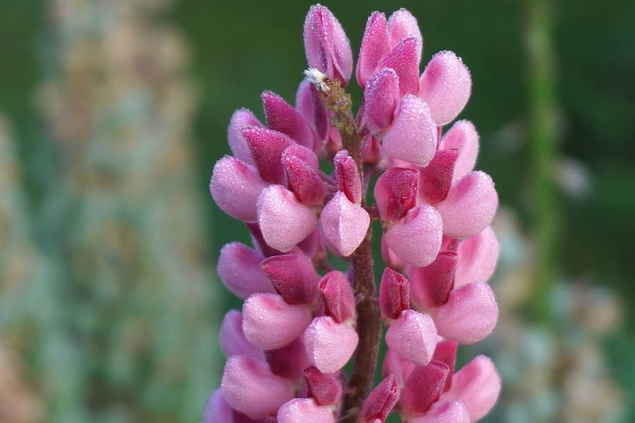 El altramuz tiene altos tallos y flores que sorprenden