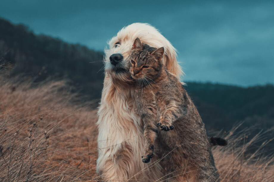 Los perros y los gatos pueden convertirse en grandes amigos.