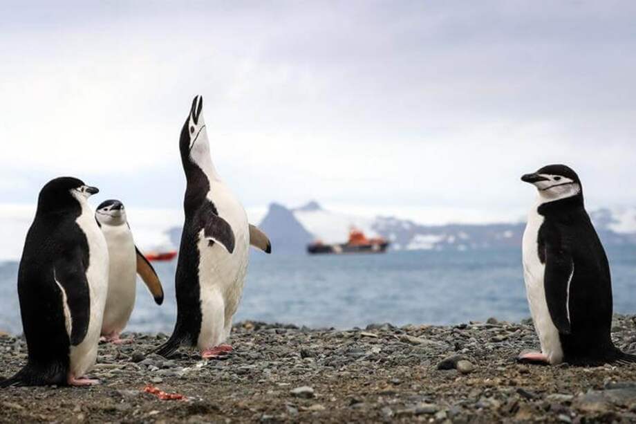 Greenpeace reveló que la reducción de las poblaciones de estas aves en la Antártida está siendo más drástica de lo esperado. / EFE/ Federico Anfitti