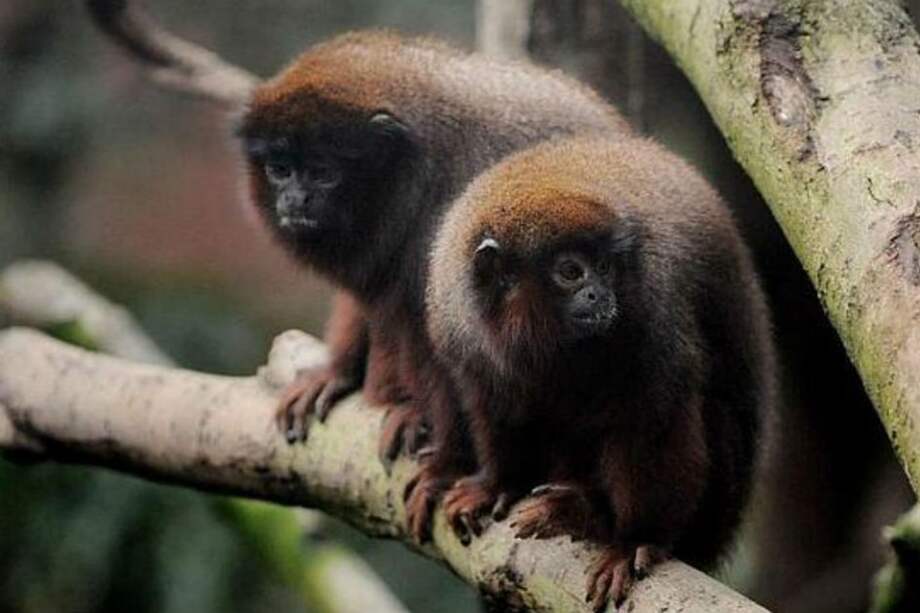 Archivo AFP / Archivo AFP