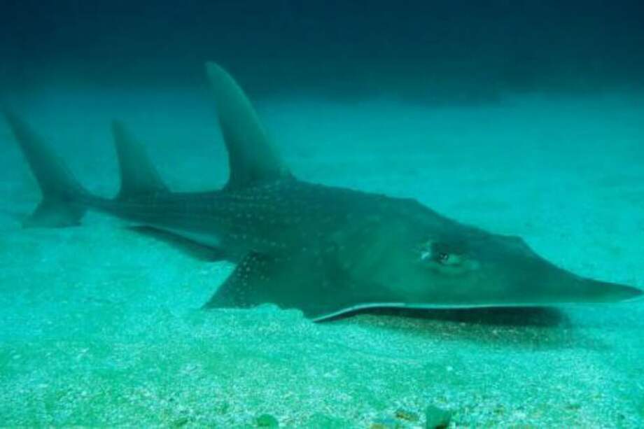 La raya rinoceronte se convirtió en el pez marino más amenazado de los océanos. / Unión Internacional para la Conservación de la Naturaleza