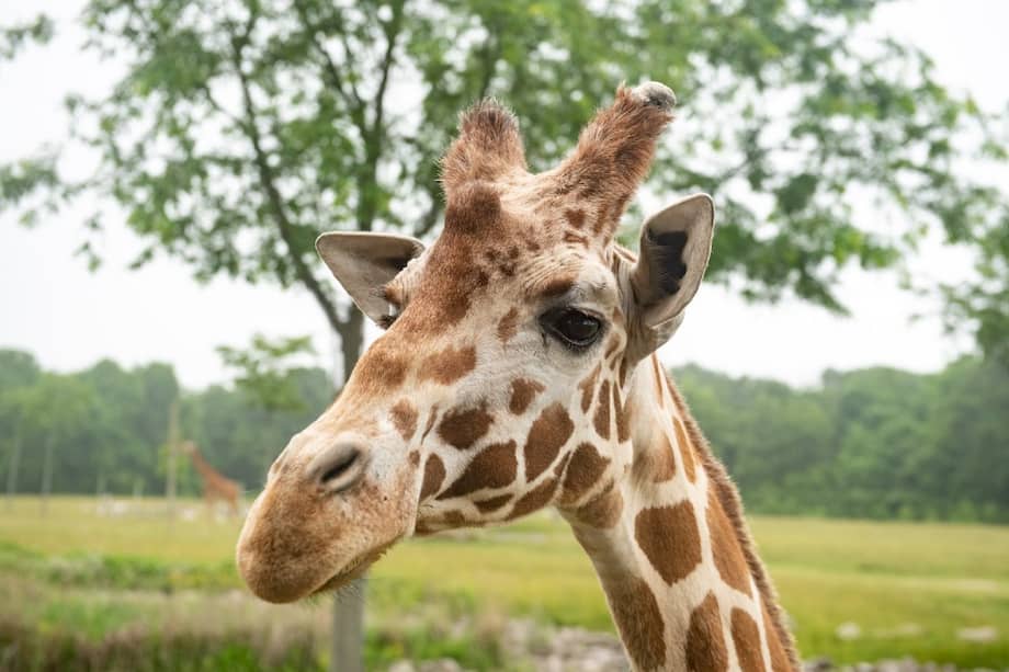 Las jirafas reticuladas, como Shaggy, están en peligro de extinción.