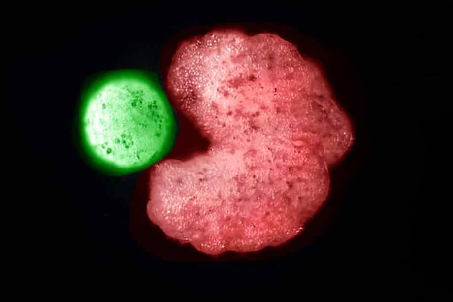 El organismo rojo es el adulto y el verde es una célula descendiente.