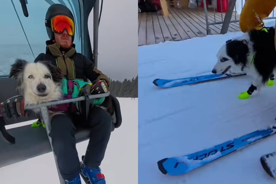 Kyra desciende con total destreza, tirando de su dueño mediante una correa sujeta a su arnés, mientras ambos se deslizan a gran velocidad por la pendiente.