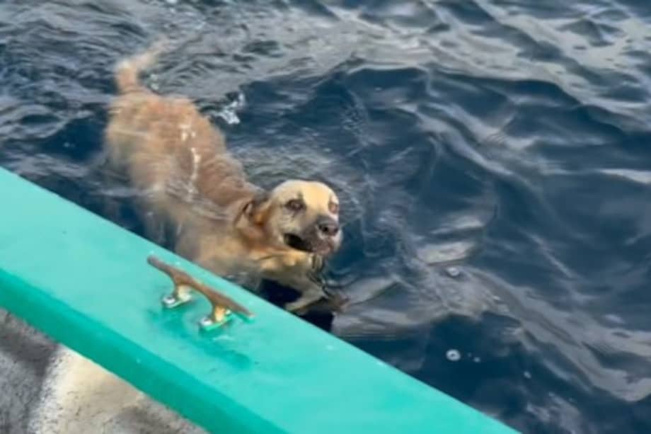 El perro recibió agua y comida tras ser rescatado y permaneció varias horas con los pescadores antes de volver a tierra.