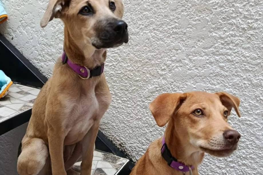 La Fundación Huellas del Sol asegura que puede gestionar la adopción de las perritas en cualquier ciudad de Colombia.