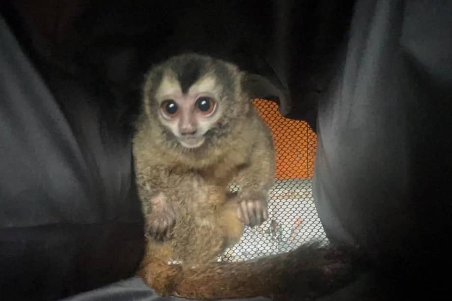 Nueve animales vivos, cinco kilos de chigüiro y tres especímenes no vivos, fueron recuperados esta semana en Bogotá.